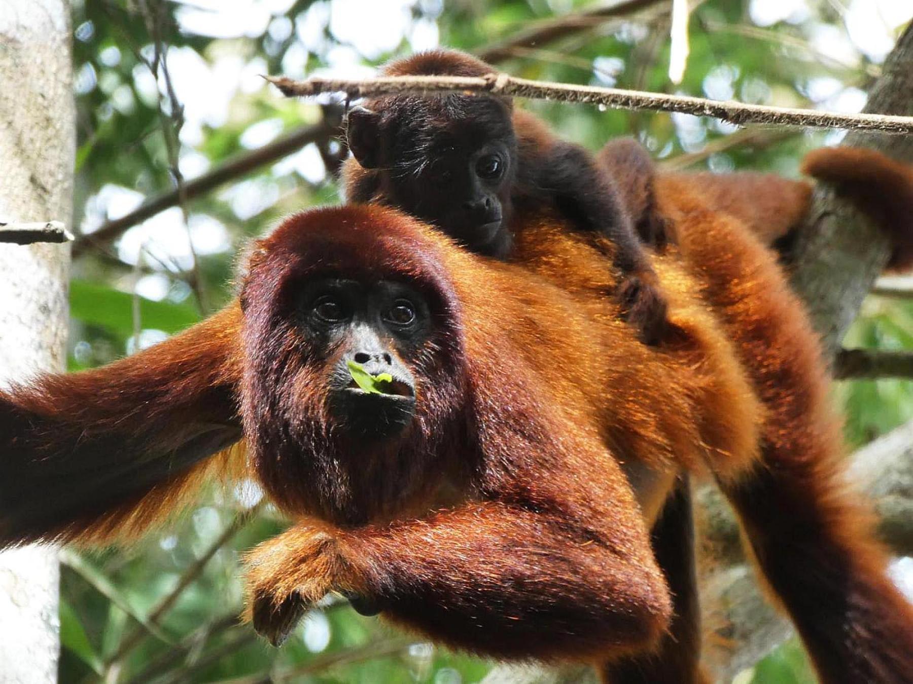 Tambopata Ecolodge Eksteriør billede