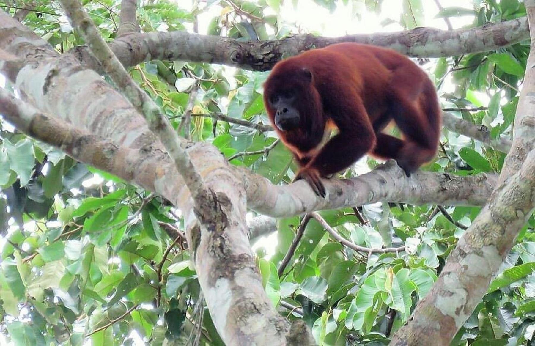 Tambopata Ecolodge Eksteriør billede