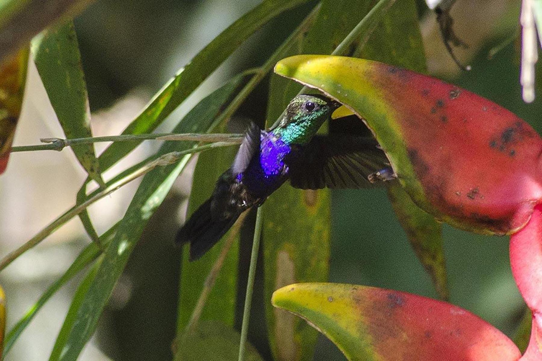 Tambopata Ecolodge Eksteriør billede